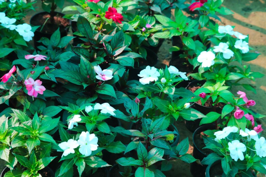 seasonal gardening guide for hyderabad home garden setup