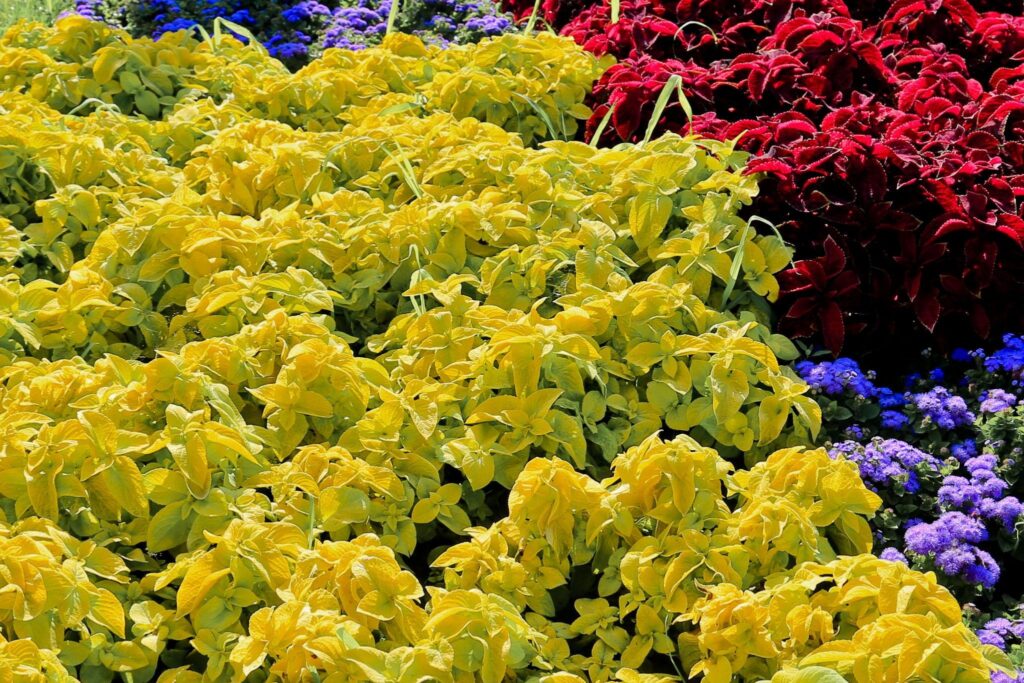 low maintenance plants for small garden