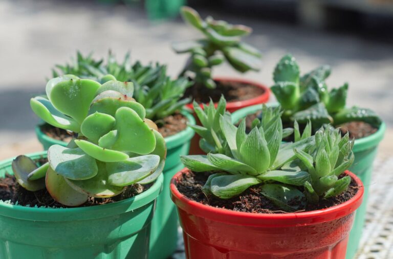 sunlight for indoor plants healthy growth